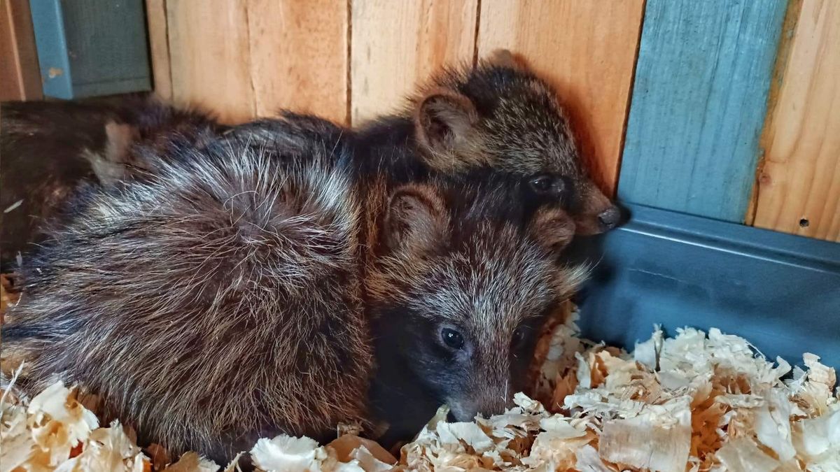 Ukraińscy żołnierze uratowali szopy 