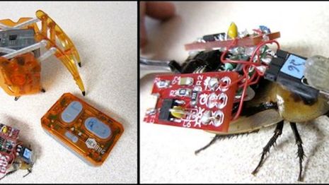 Zabawka posłużyła do stworzenia żywego, zdalnie sterowanego karalucha [wideo] 1