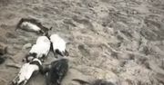 Ponad 730 martwych pingwinów na plaży. Biolodzy próbują rozwiązać zagadkę