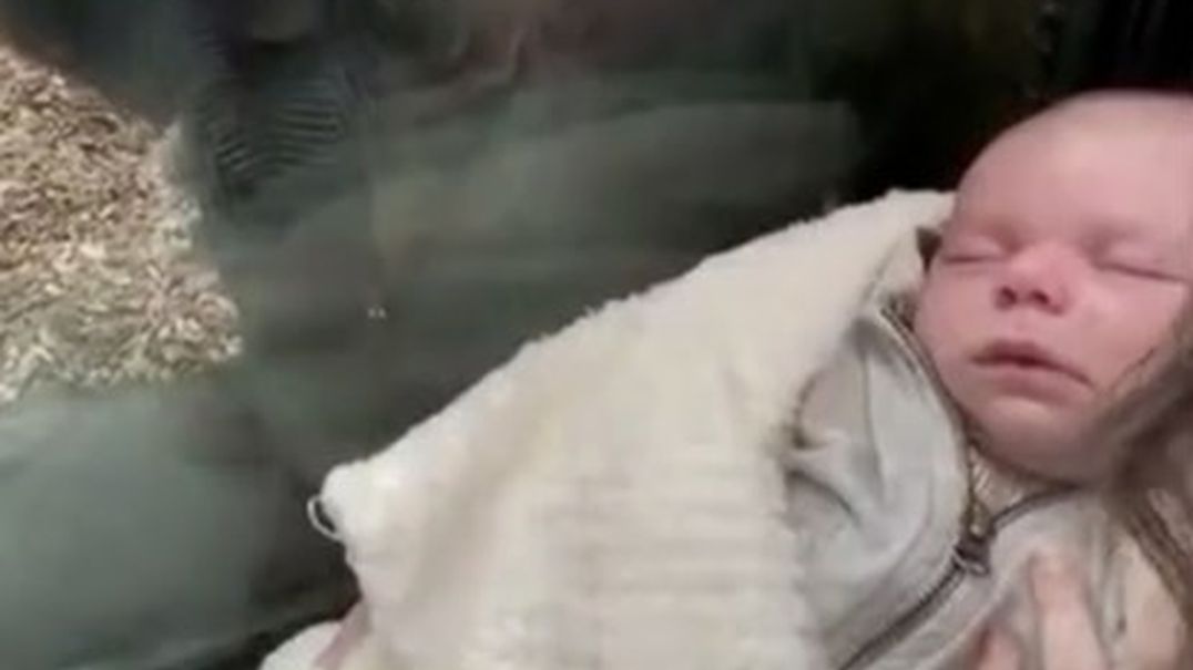 Niezwykłe nagranie z zoo w Bostonie