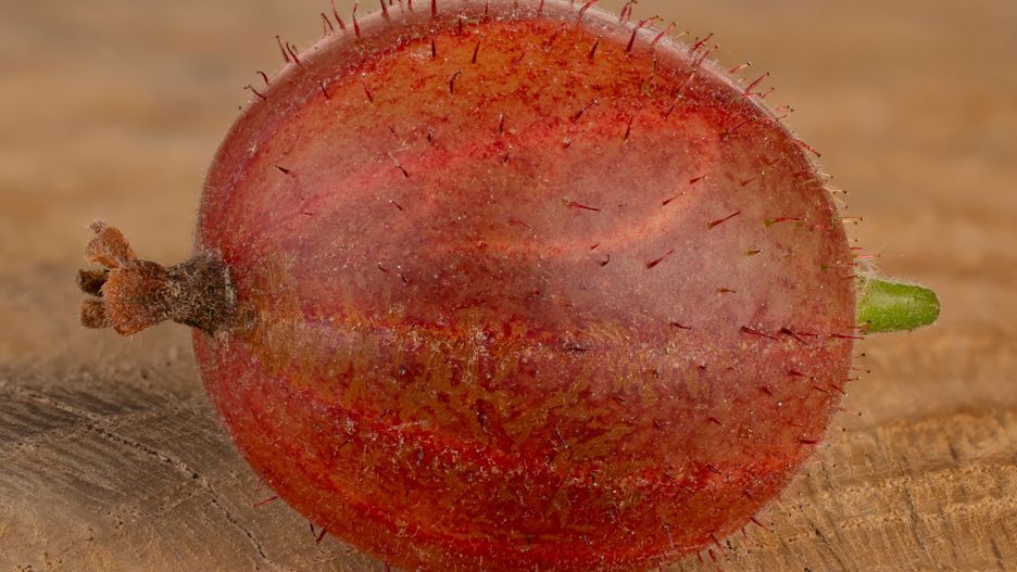 Smak i właściwości agrestu warto odkryć na nowo