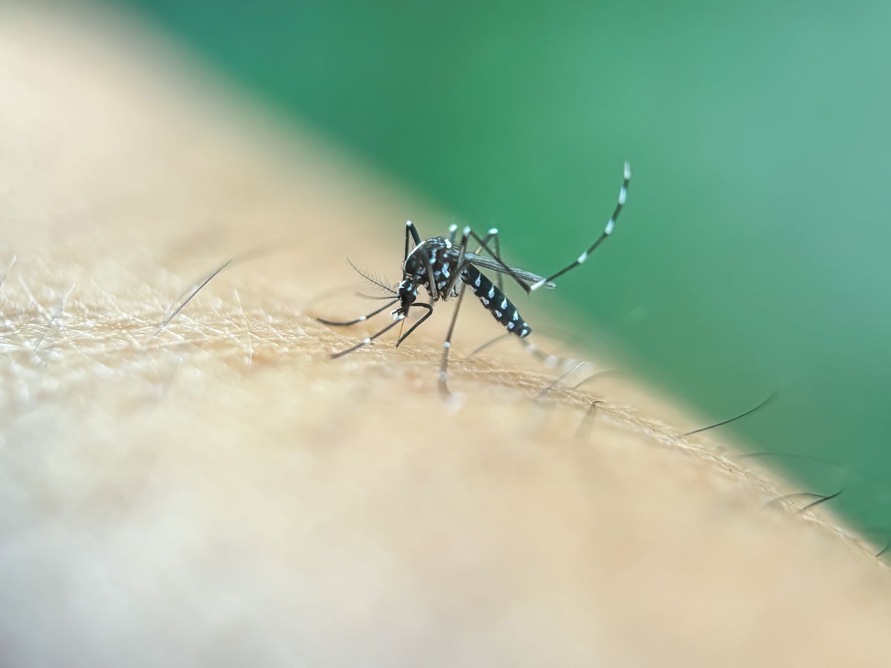 Zagrożenie dla Holandii. Minister zdrowia ostrzega