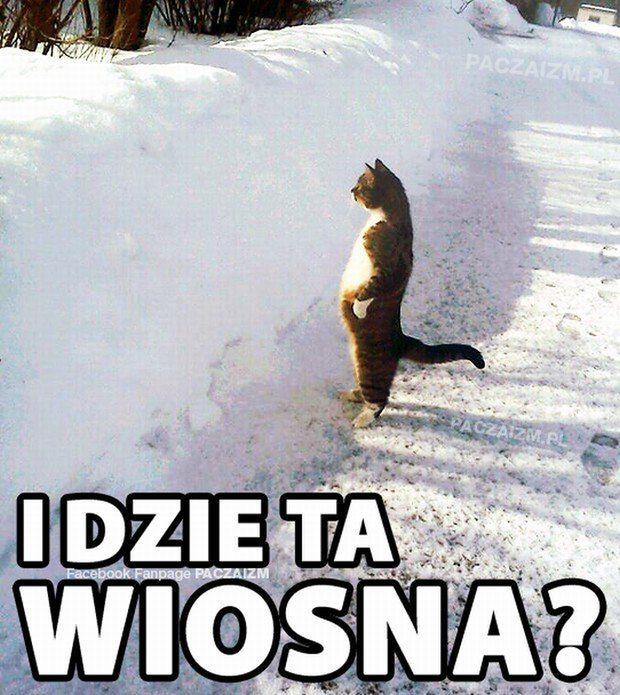 Wiosna nie nadeszła, internauci wyżywają się w memach. Zobaczcie najlepsze z nich 7