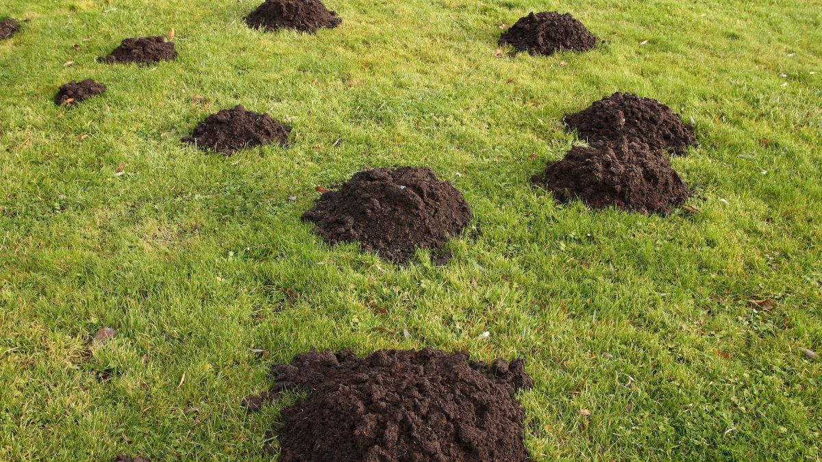 Krety mogą być prawdziwym utrapieniem dla ogrodników