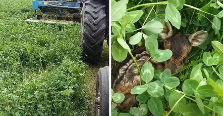Rolnik kosił pole. Zatrzymał się w ostatniej chwili