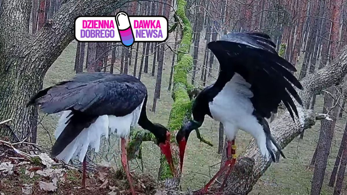 Po 8 miesiącach znów razem. Wyjątkowe spotkanie bocianów czarnyc