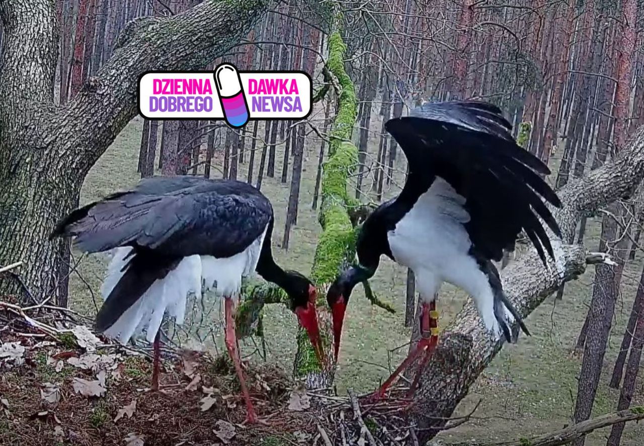 Czekali 8 miesięcy. Co za sceny w gnieździe. Wszystko nagrali