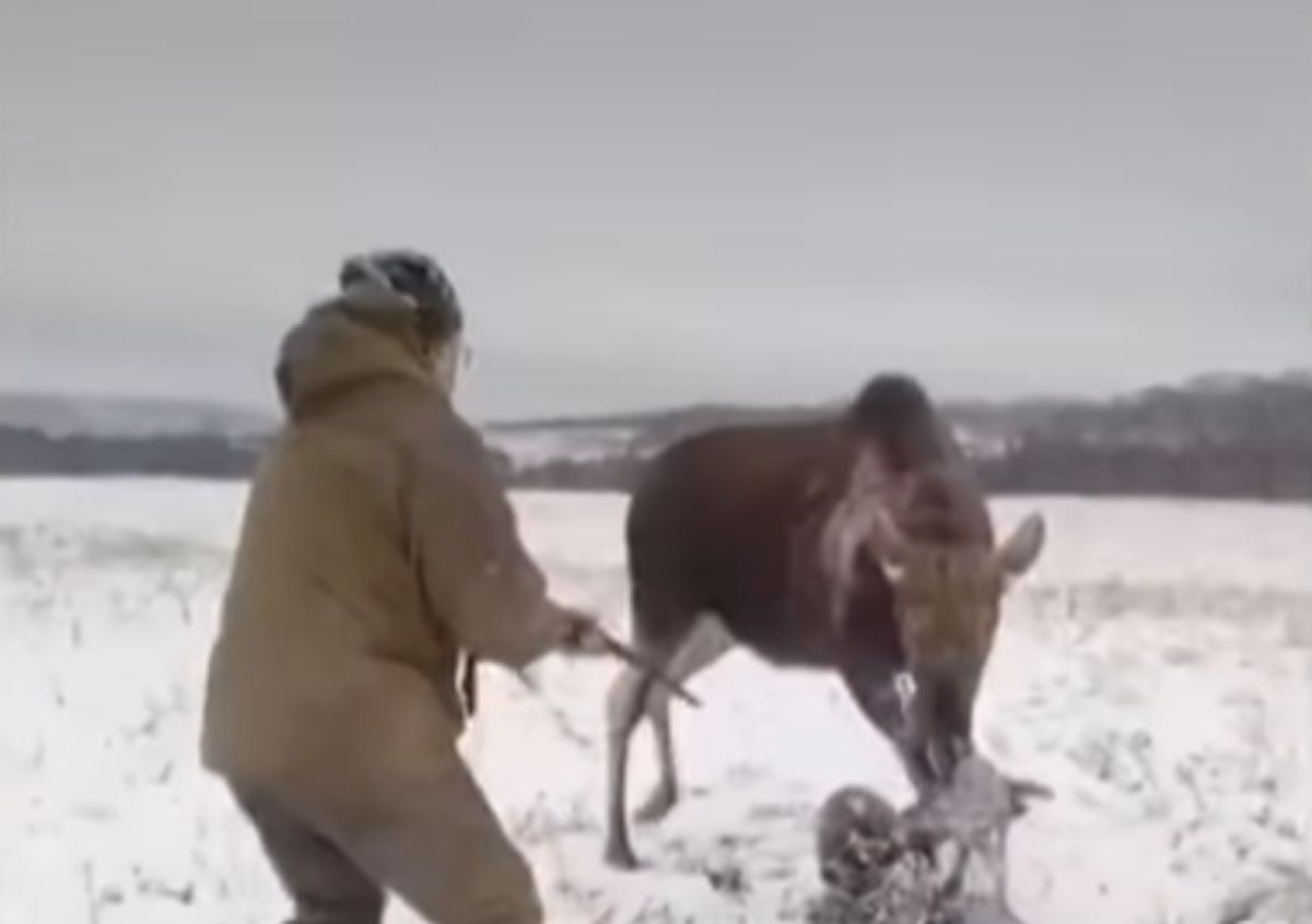 Brutalny atak łosia na myśliwego. Szokujące wideo obiegło sieć