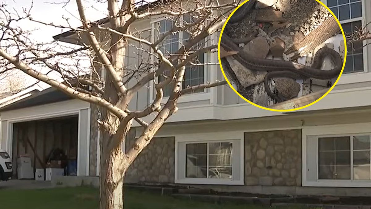 W domu mieszkają węże