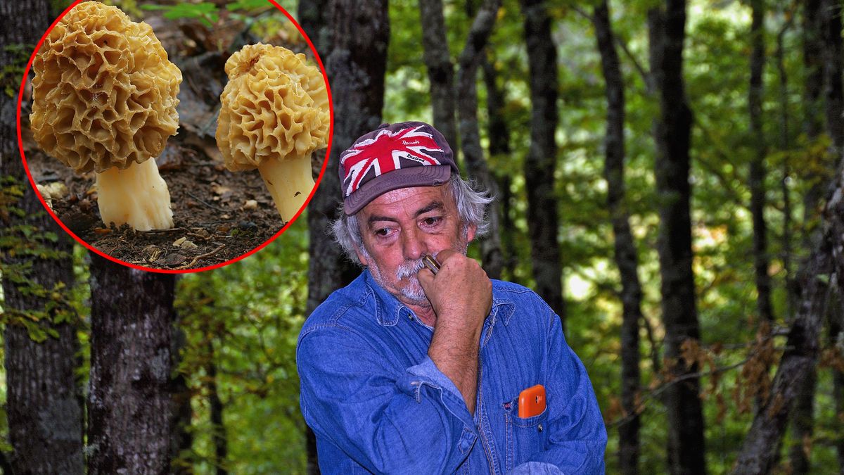 Smardze to wyjątkowo drogie grzyby