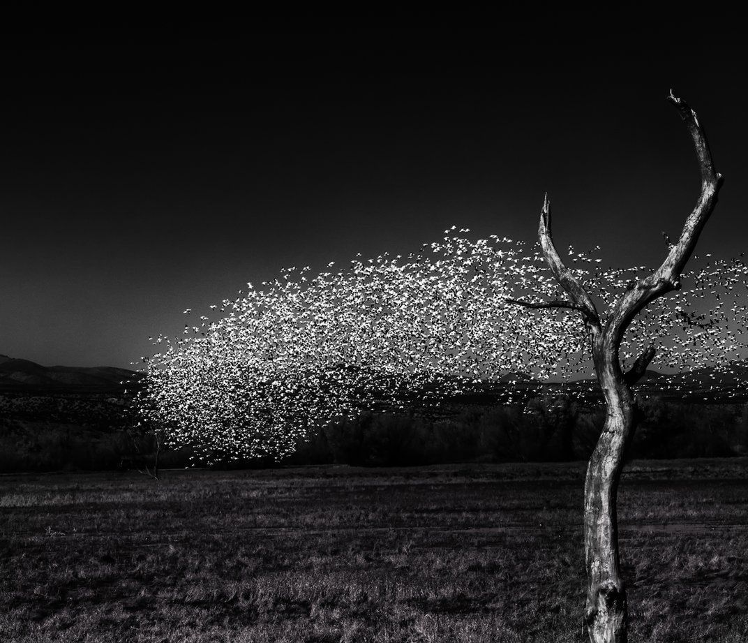 Arek Rataj wśród finalistów konkursu Smithsonian Photo Contest 2016 18