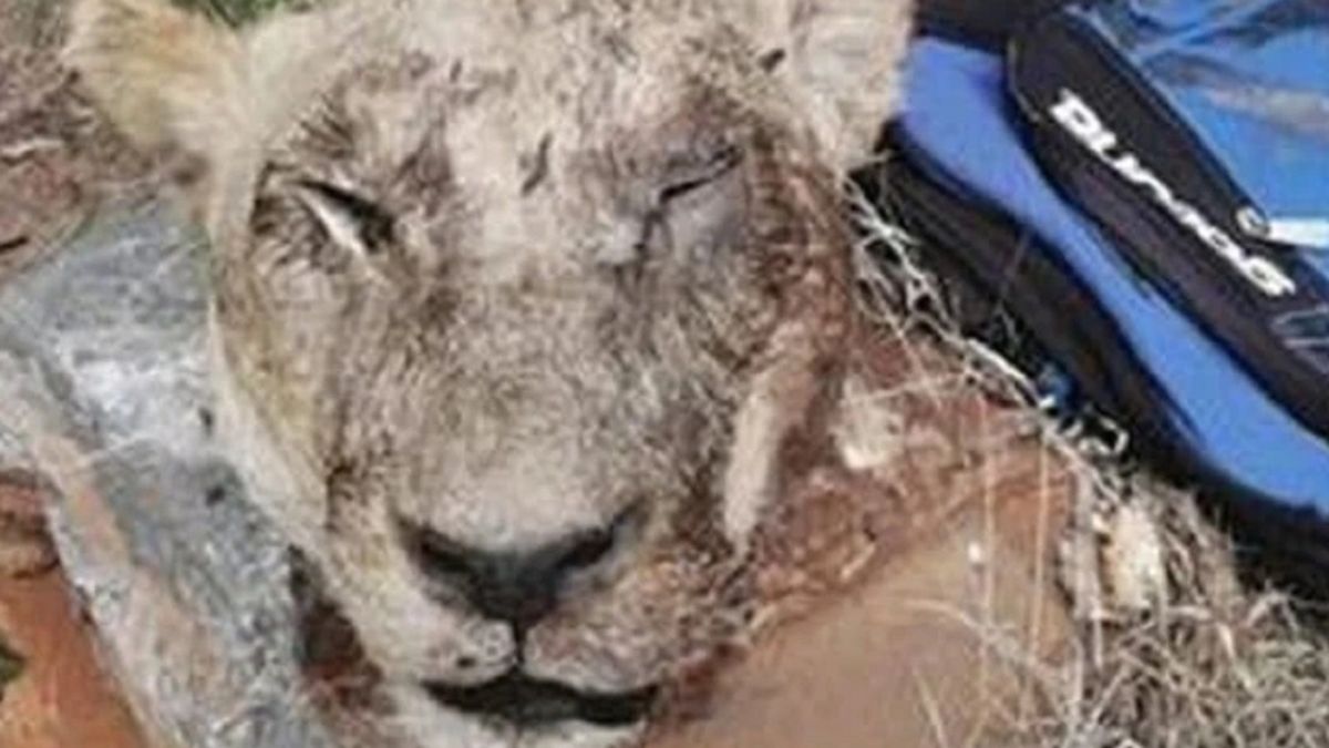 W plecaku znajdowała się głowa lwa.