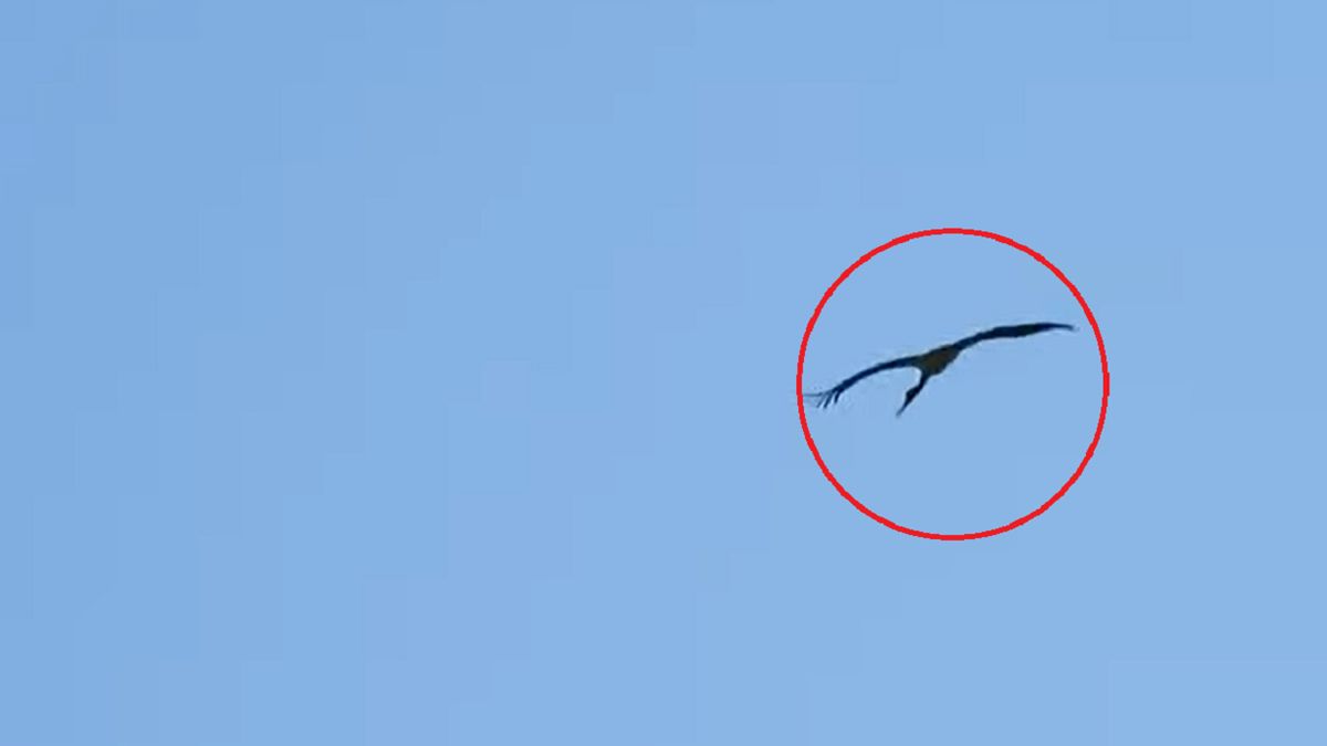 Bocian czarny pojawił się w Poznaniu