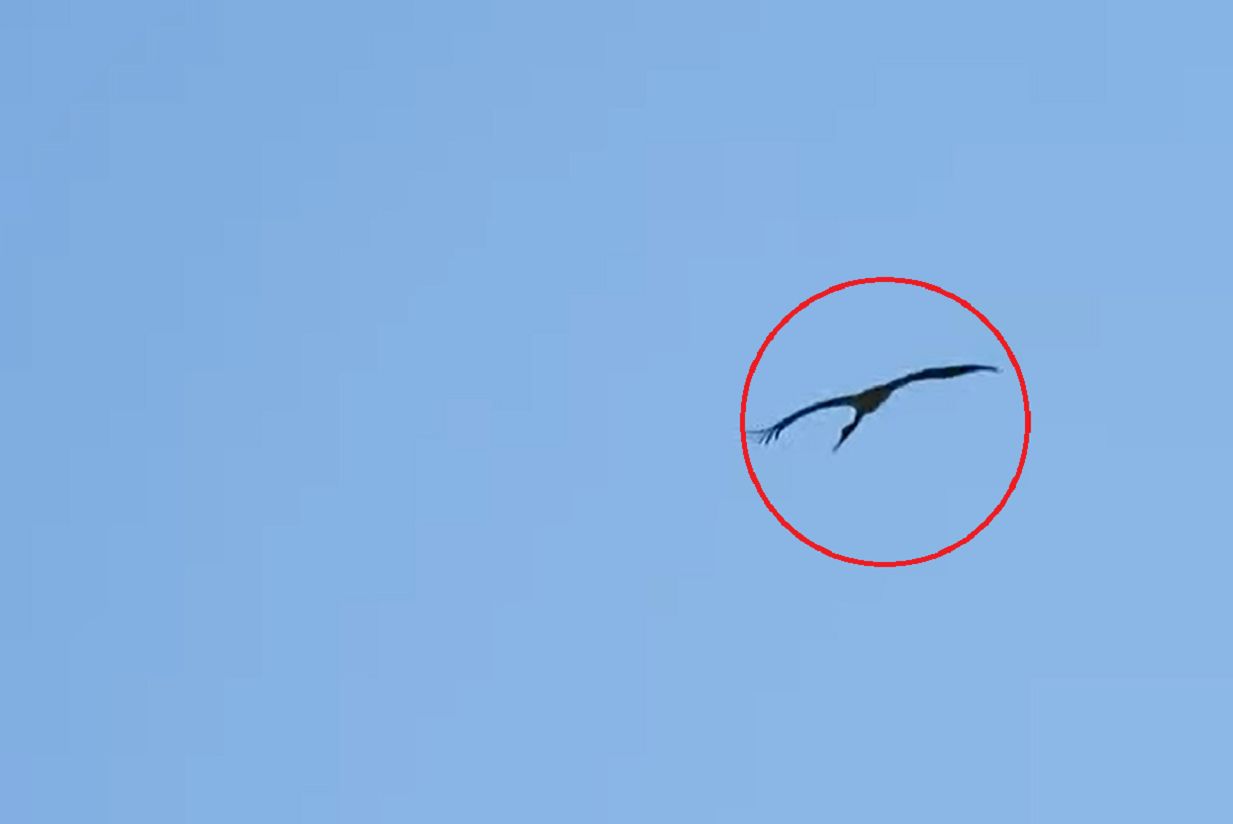 Zauważyli go w Poznaniu. Taki widok to rzadkość!