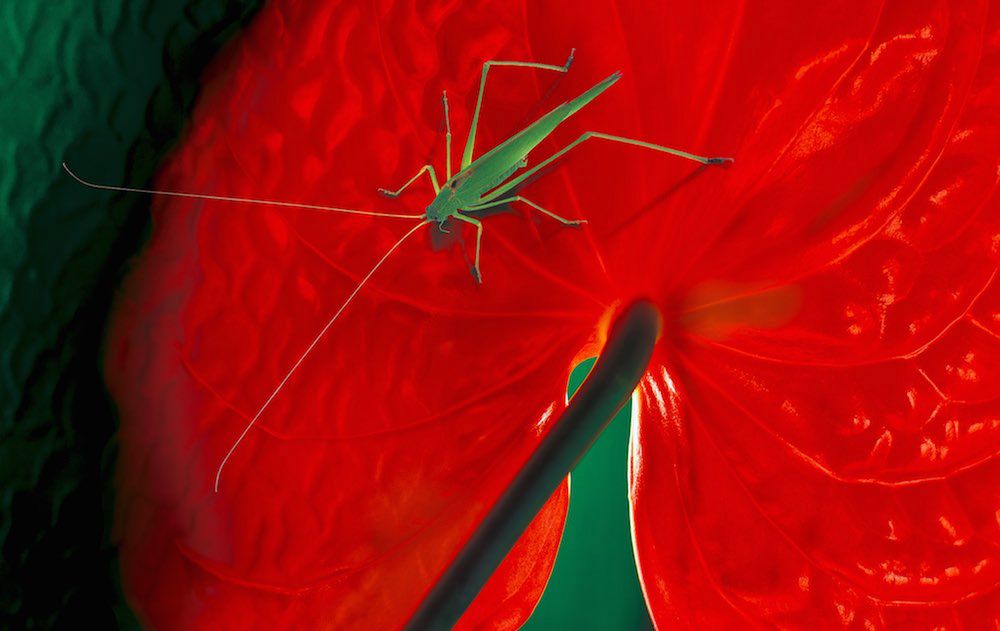 Jak namówić do współpracy przy zdjęciach... pszczoły i ryby? 3