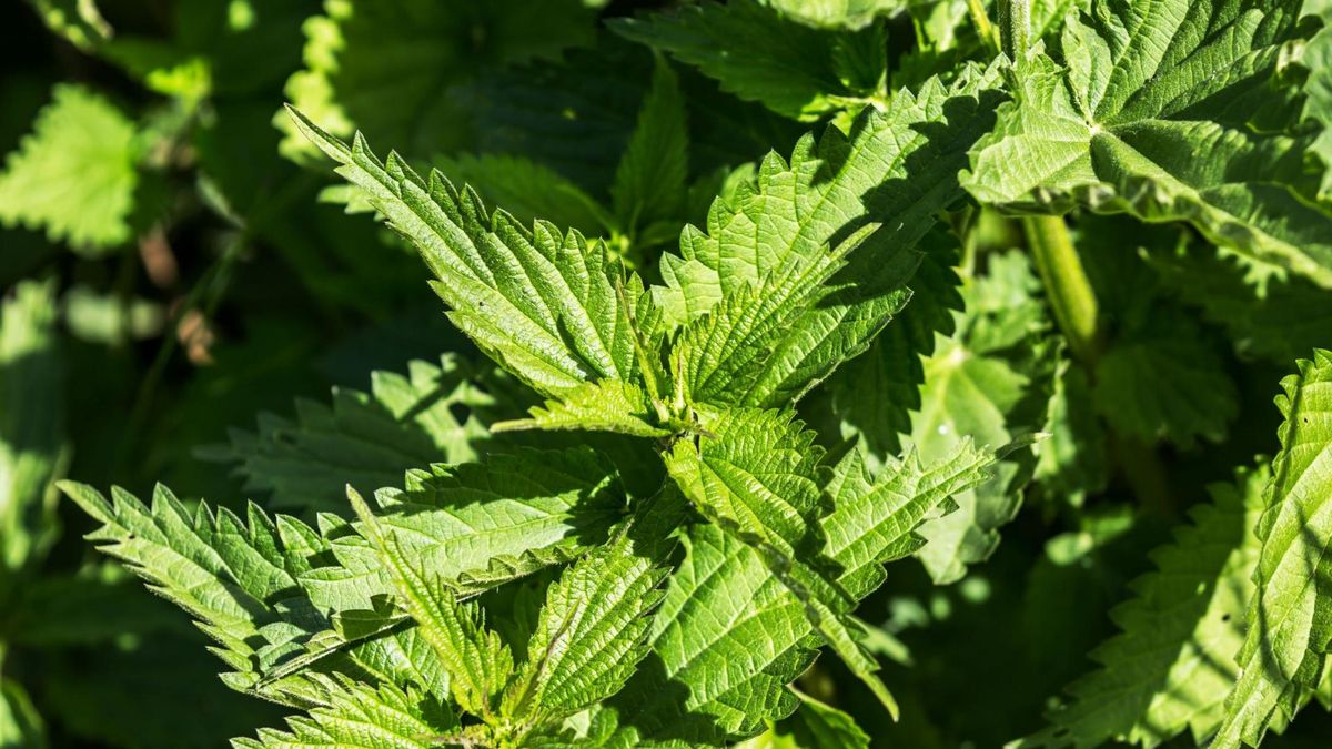 Wiele roślin uznawanych za chwasty w rzeczywistości są jadalne i pełne wartości odżywczych.