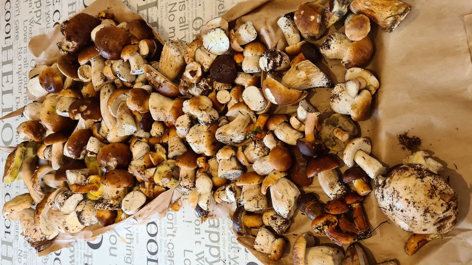 Ruszył sezon na grzyby. 144 prawdziwki w półtorej godziny