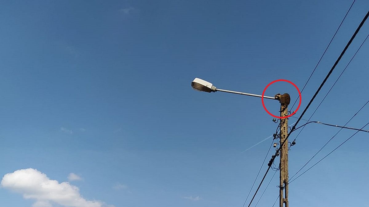 Zdjęcie z Polski. Niecodzienny widok na ulicznej latarni