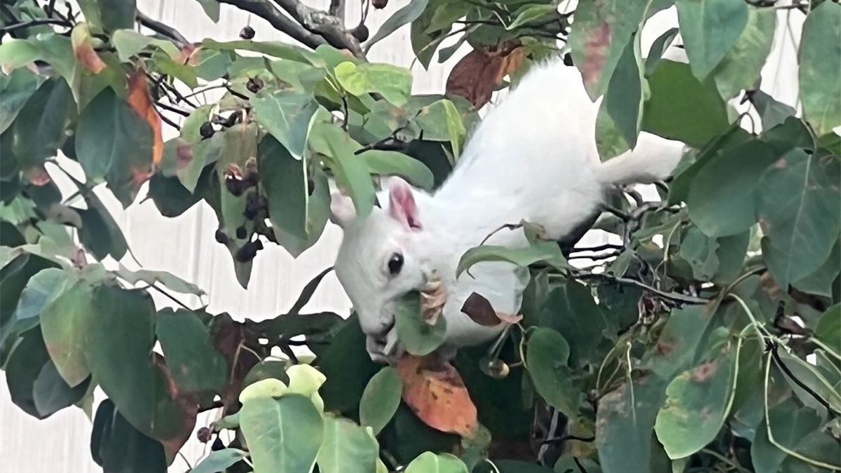 Gary Blick mówi, że albinizm u wiewiórek występuje w jednym na 100 tys. przypadków.