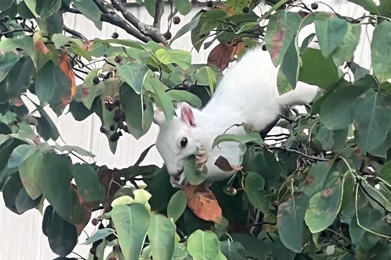 Rzadka biała wiewiórka pojawiła się na drzewie. Dobrze, że miał aparat pod ręką