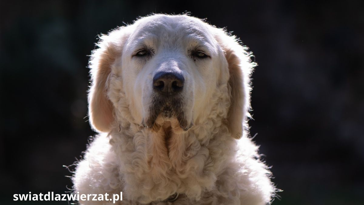 biały Kuvasz rasa psa