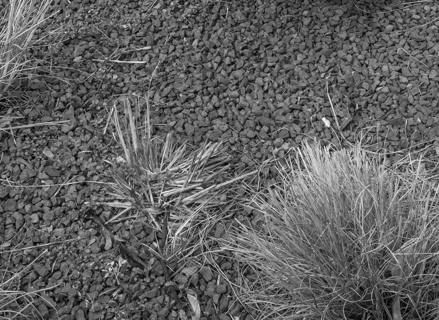 Subiektywnie o Leica M Monochrom Typ 246 49