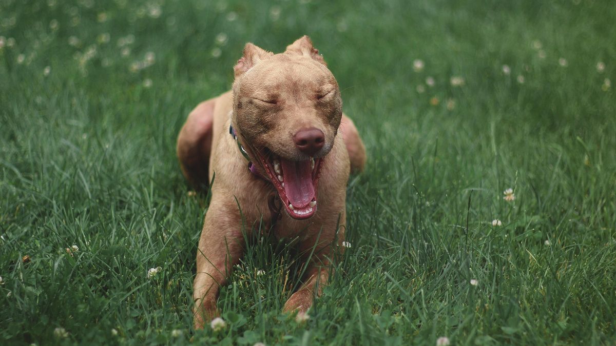 Pitbull zahaczył łapą o spust broni palnej. Pocisk poleciał w kierunku właściciela 