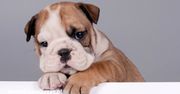 Buldog angielski: Cudowny towarzysz czy wymagający pies?
