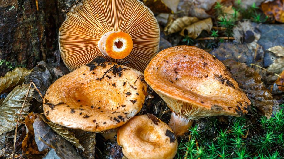 Saffron milk cap (Lactarius deliciosus) mushroom. aka red pine mushrooms aka Lactarius deliciosus in a grass., delicious edible mushrooms on a mos in natural habitat, spruce forest, early autumn shot