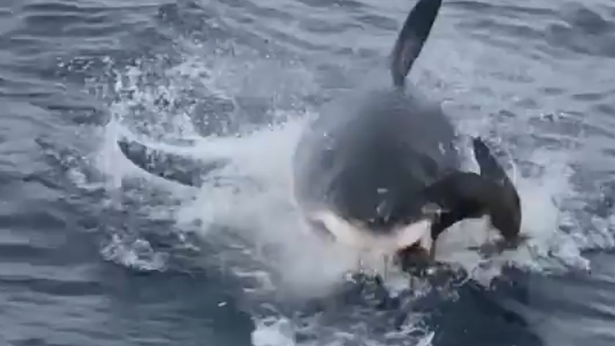 Rekin nie dał żadnych szans ptakowi