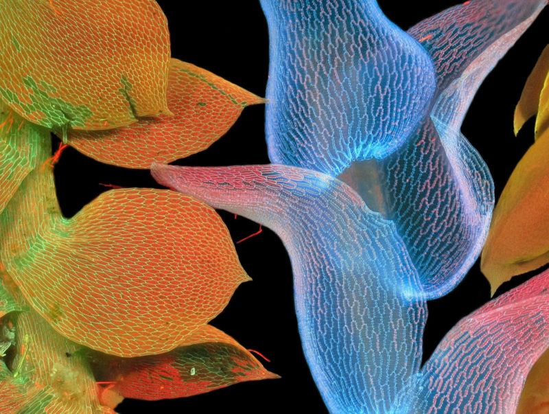 Niesamowity świat widziany z bardzo bliska - Nikon Small World 2018 11