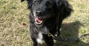 Konin: Psy z konińskiego schroniska. Adopcja to najpiękniejszy prezent