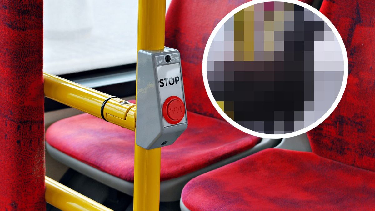 Kobieta wsiadła do autobusu z czarną owcą