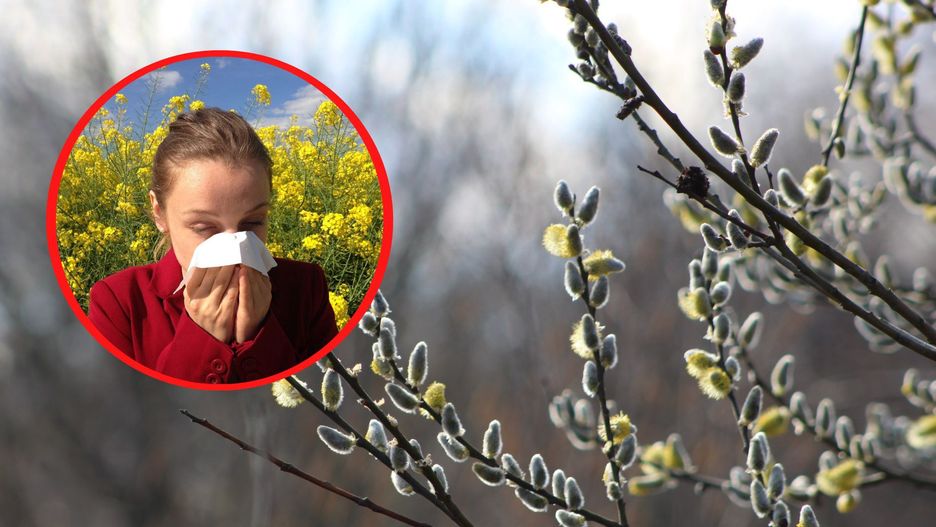 Kalendarz alergika 2023 na wiosnę. Co pyli?