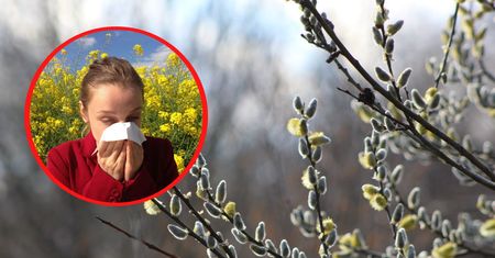 Kalendarz alergika. Co pyli na wiosnę? Marzec, kwiecień, maj, czerwiec