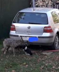 Wilk podchodzi pod domy. "Zagryzł psa"