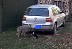 Wilk podchodzi pod domy. "Zagryzł psa"