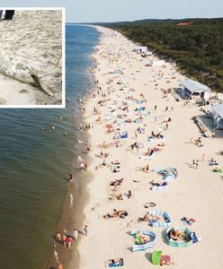 Martwe foki znów nad Bałtykiem. Fetor na plażach? Mamy wyjaśnienie