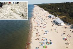 Martwe foki znów nad Bałtykiem. Fetor na plażach? Mamy wyjaśnienie