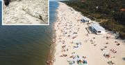 Martwe foki znów nad Bałtykiem. Fetor na plażach? Mamy wyjaśnienie