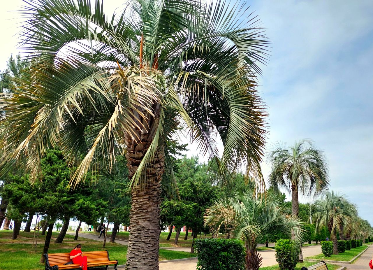 Palm trees are one of the most common trees in Batumi.