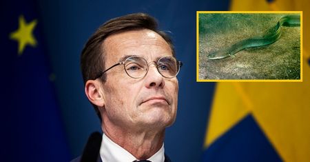 Skandal w Szwecji. Cały kraj usłyszał, co zrobił doradca premiera