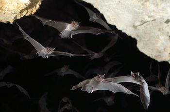 Ponad setka nietoperzy w bunkrze przeciwatomowym. Jest ich mniej niż zwykle
