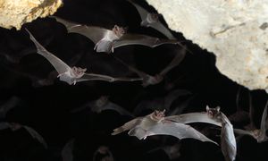Ponad setka nietoperzy w bunkrze przeciwatomowym. Jest ich mniej niż zwykle