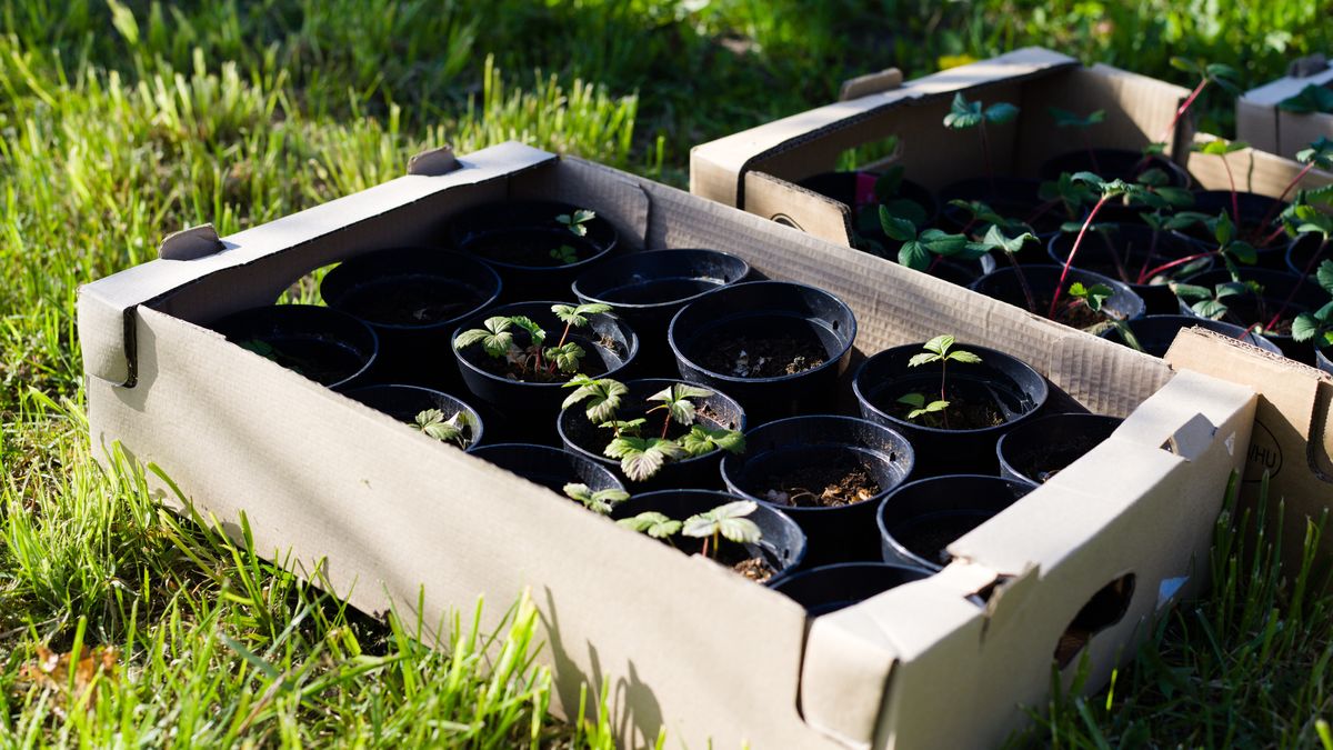 Wiosną wielu popełnia ten błąd. Nie każdą roślinę można sadzić