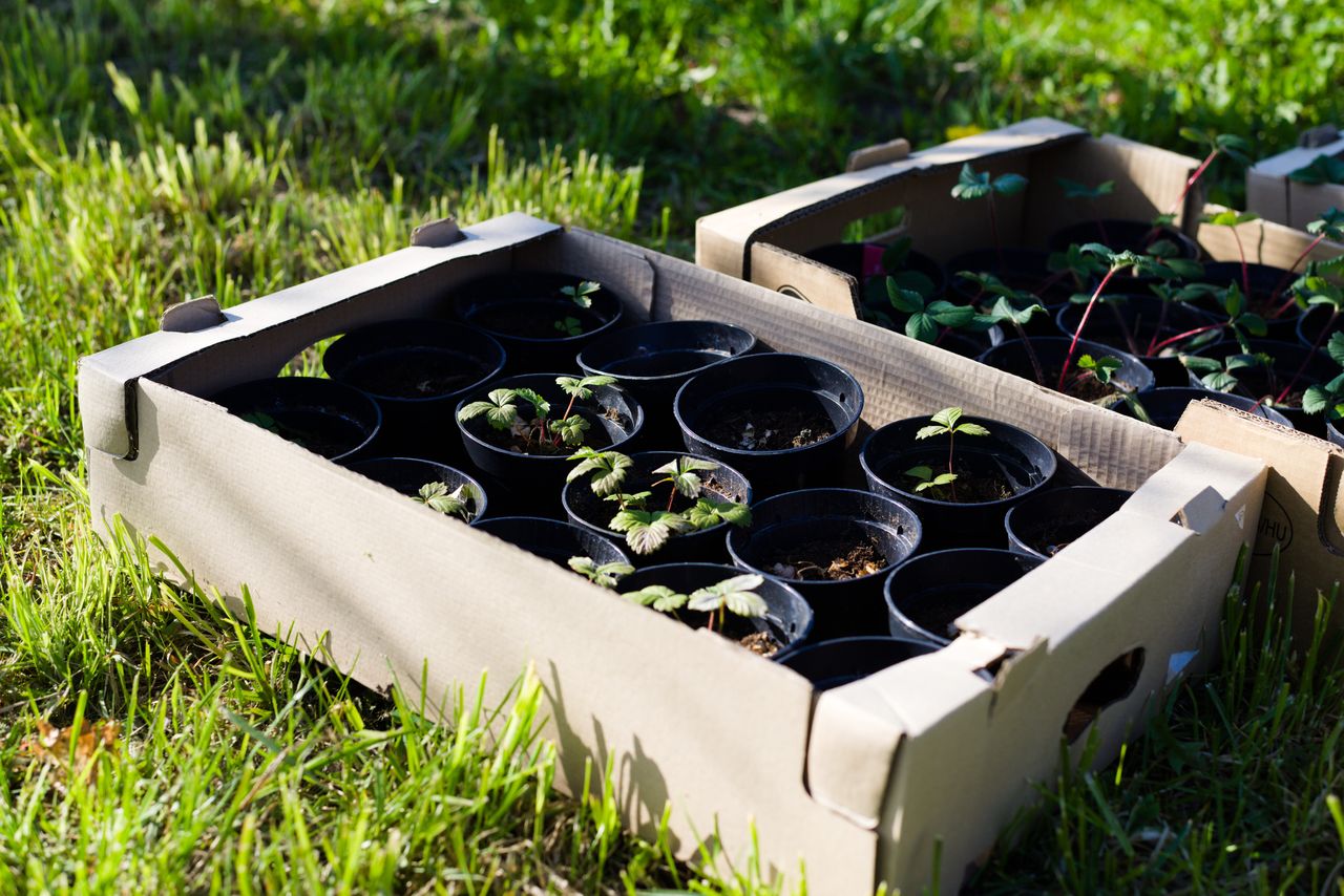 Nawet 1 mln zł kary. Tych roślin lepiej nie sadzić w ogrodze
