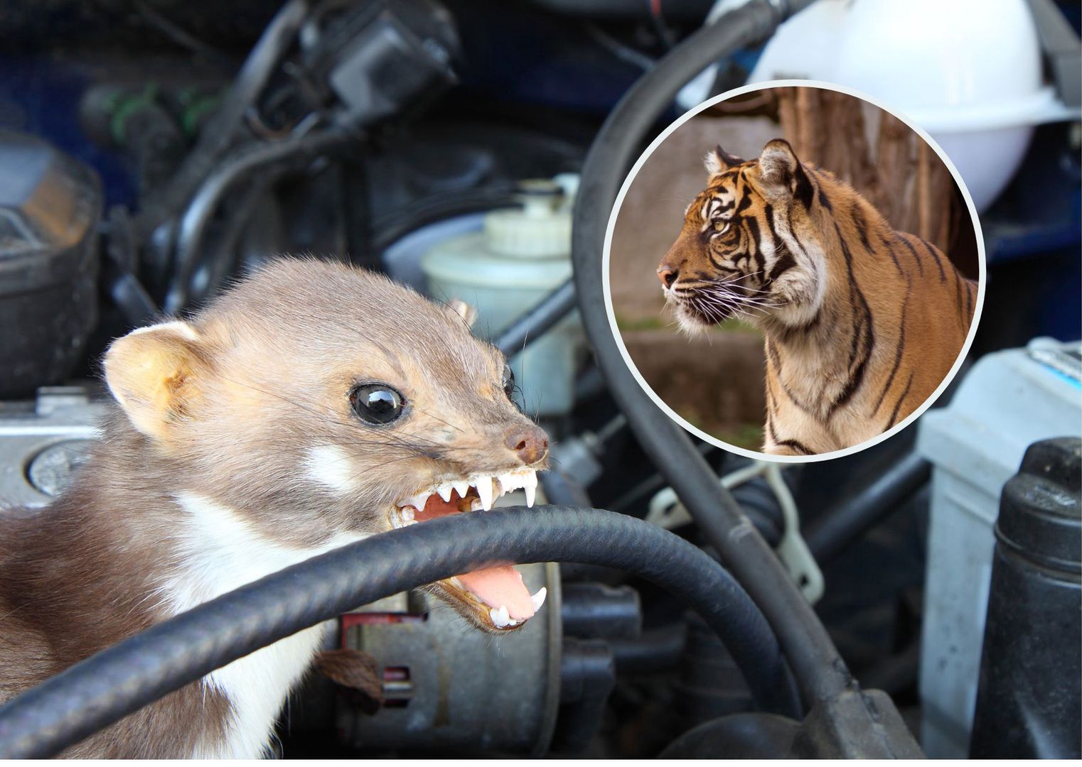 Chcą wykupywać odchody od zoo. Powód zaskakuje