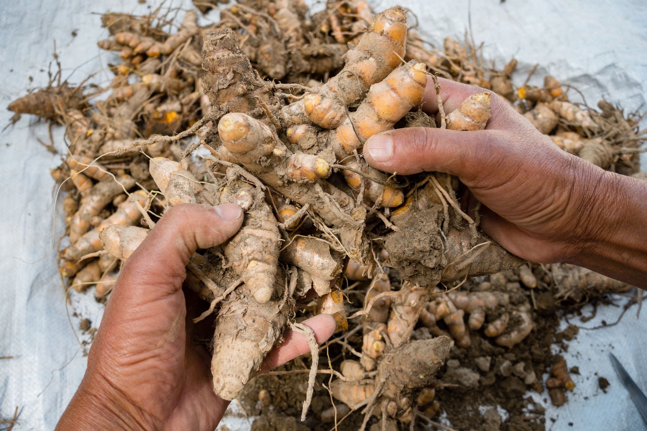 A close up shot of turmeric root . Turmeric is a common spice that comes from the root of Curcuma longa. It contains a chemical called curcumin, which might reduce swelling.
A close up shot of turmeric root . Turmeric is a common spice that comes from the root of Curcuma longa. It contains a chemical called curcumin, which might reduce swelling.
Rupendra Singh Rawat
closeup, shot, hands, turmeric powder, anticancer, curcuma, curcuma aromatica, curcuma domestica, curcumae longa, curcumine, curcuminoids, haldi, haridra, indian saffron, radix curcumae, safran bourbon, dried, curry, powder, medicinal, pigment, longae rhizoma, herbal, aroma, flavor, indian, curative, healthy, fresh, aromatic, raw, flavour, golden