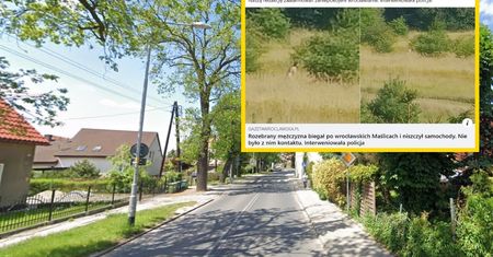 Nagi biegał i niszczył samochody. "Jeden pan go potrącił, a ten wstał"