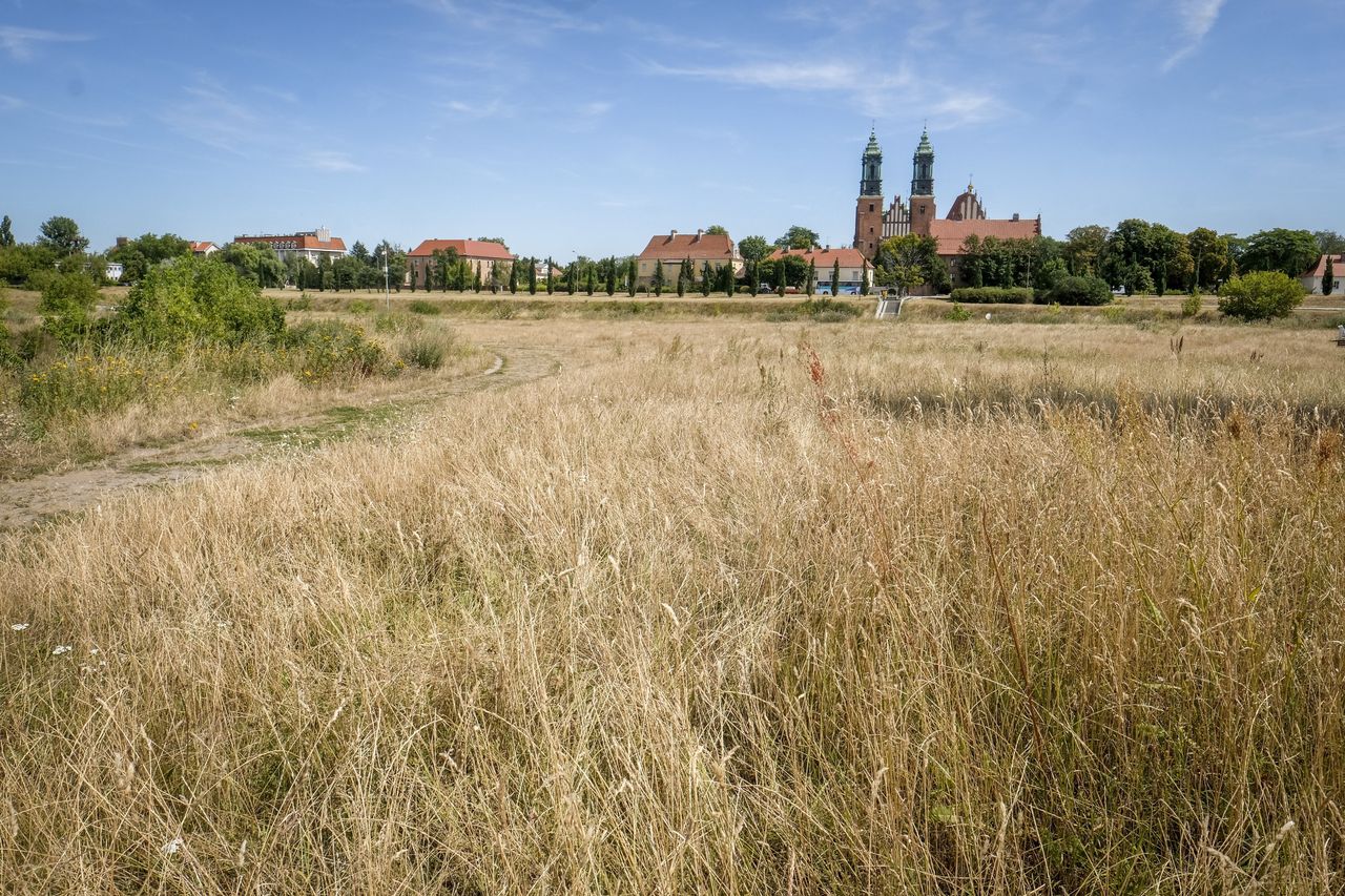 Wysuszona trawa na łące nad Wartą w Poznaniu, 28.07.2022 r. 